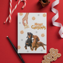 Kerstkoekjes Dachshund Puppies Hond 