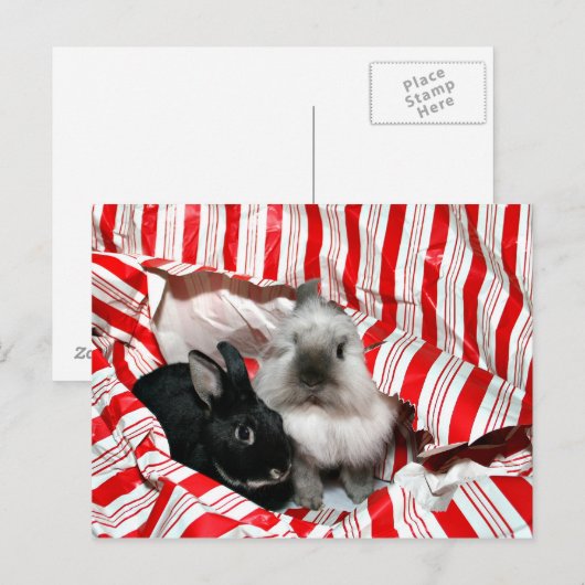 Kerstkonijntjes Feestdagenkaart (Voorkant / Achterkant)