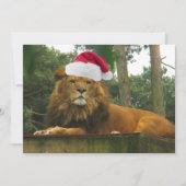 Kerstleeuw met Santa Hat Kaart (Voorkant)