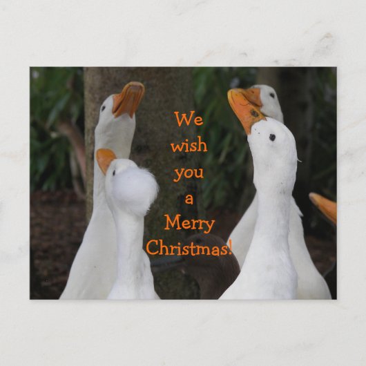 Kerstlied zingende witte eenden Kerstmis Feestdagenkaart (Voorkant)