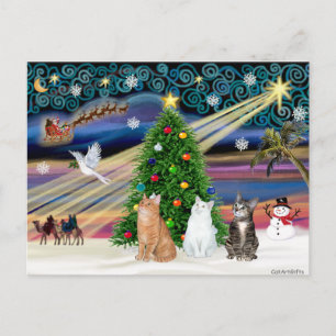 Kerstmagie - 3 katten (2 tabby's - wit) feestdagenkaart