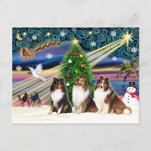 Kerstmagische Shetland Sheepdogs (drie) Feestdagenkaart (Voorkant)