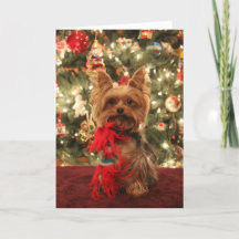 Kerstmis 2 van Yorkie
