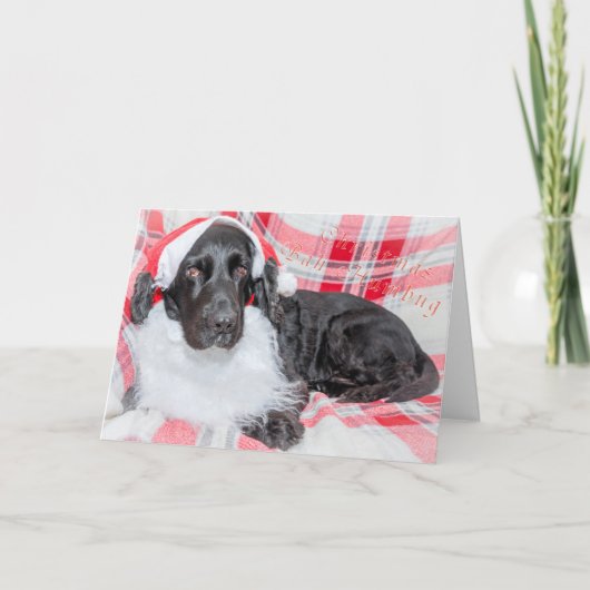 Kerstmis Bah Humbug Kaart (Voorkant)