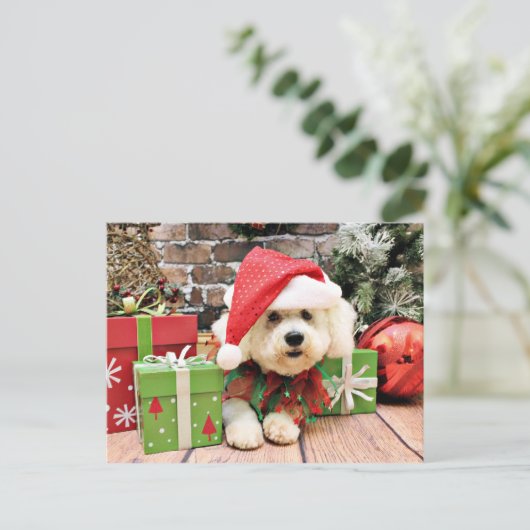 Kerstmis - Bichon Frise - Daisy Feestdagenkaart (Staand voorkant)