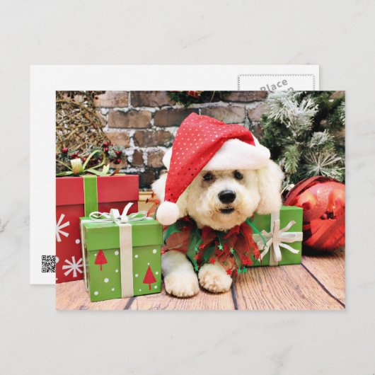 Kerstmis - Bichon Frise - Daisy Feestdagenkaart (Voorkant / Achterkant)