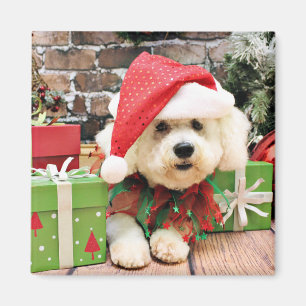 Kerstmis - Bichon Frise - Daisy Magneet