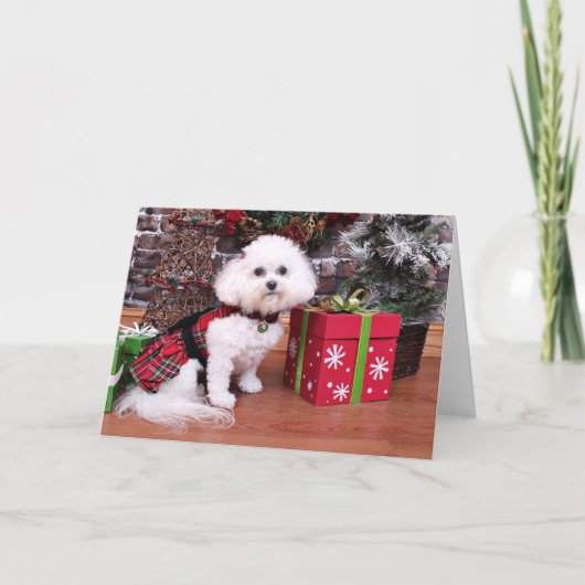 Kerstmis - Bichon Frise - Mia Feestdagen Kaart (Voorkant)