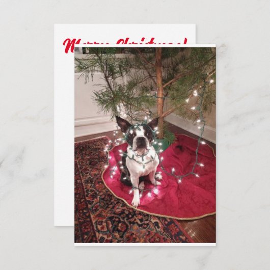 Kerstmis Boston Terrier Dolly kaart (Voorkant / Achterkant)