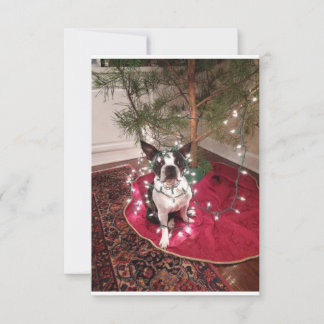 Kerstmis Boston Terrier Dolly kaart