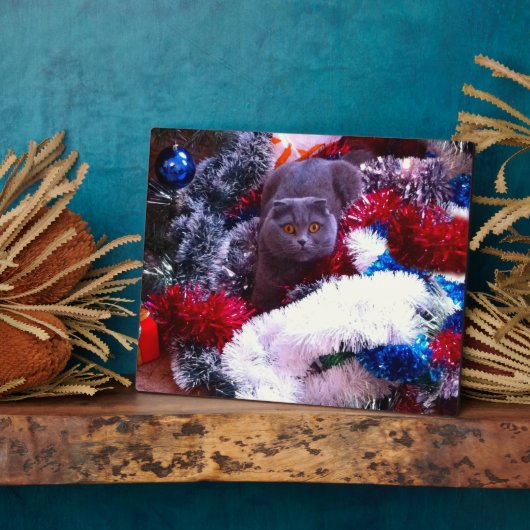 Kerstmis Britse blauwe kat Fotoplaat (Zijkant)