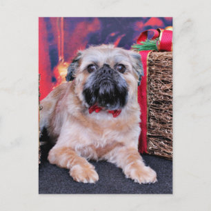 Kerstmis - Brussel Griffon - Oliver Feestdagenkaart