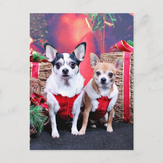 Kerstmis - Chihuahua - Moo en Ginger Feestdagenkaart (Voorkant)