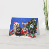 Kerstmis Chihuahuas Feestdagen Kaart (Voorkant)