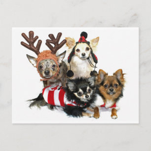 Kerstmis Chihuahuas Feestdagenkaart