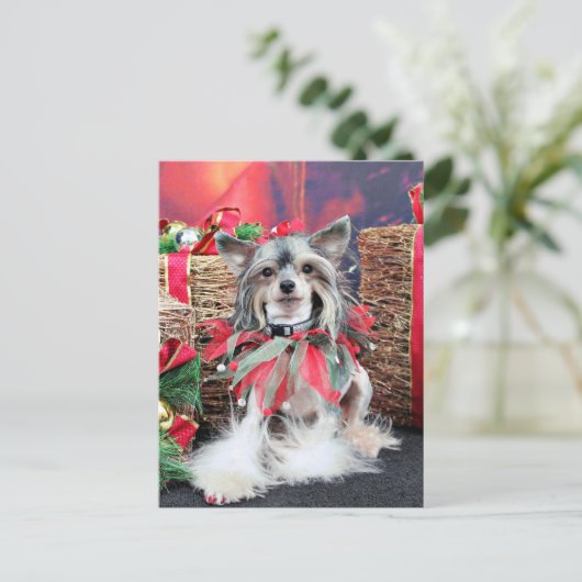 Kerstmis - Chinese Kuif - Sheeba Feestdagenkaart (Staand voorkant)