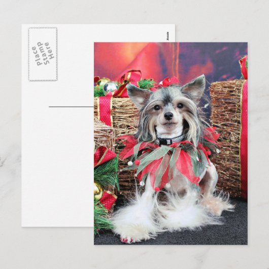 Kerstmis - Chinese Kuif - Sheeba Feestdagenkaart (Voorkant / Achterkant)