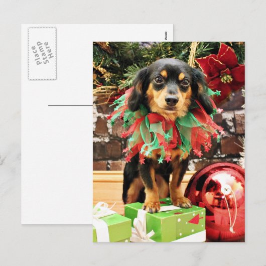 Kerstmis - Chiweenie - Titus Feestdagenkaart (Voorkant / Achterkant)