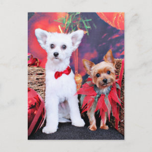 Kerstmis - Crestie Mojo - Yorkie Millie Feestdagenkaart