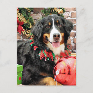 Kerstmis - de Hond van de Berg Bernese - Chloe Feestdagenkaart
