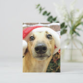 Kerstmis - Greyhound - Pena Feestdagenkaart (Staand voorkant)