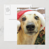 Kerstmis - Greyhound - Pena Feestdagenkaart (Voorkant / Achterkant)
