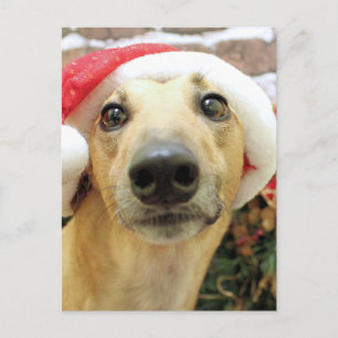 Kerstmis - Greyhound - Pena Feestdagenkaart