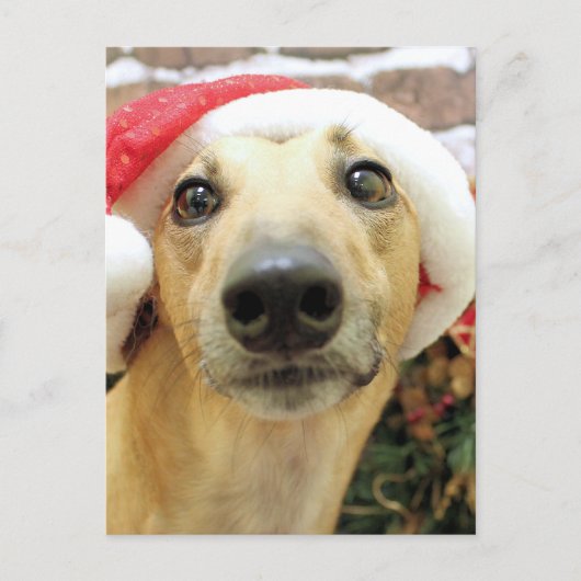Kerstmis - Greyhound - Pena Feestdagenkaart (Voorkant)