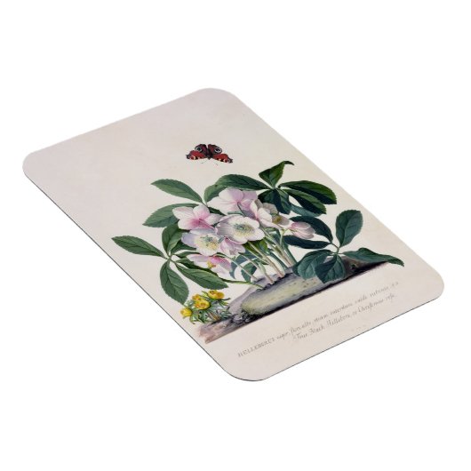 Kerstmis (Helleborus niger) en Winteraconi Magneet (Rechterzijde)