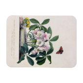 Kerstmis (Helleborus niger) en Winteraconi Magneet (Horizontaal)