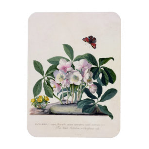 Kerstmis (Helleborus niger) en Winteraconi Magneet