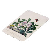 Kerstmis (Helleborus niger) en Winteraconi Magneet (Linkerzijde)