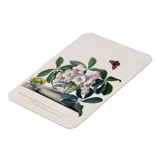 Kerstmis (Helleborus niger) en Winteraconi Magneet (Linkerzijde)