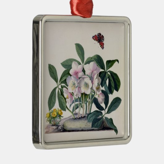 Kerstmis (Helleborus niger) en Winteraconi Metalen Ornament (Rechts)
