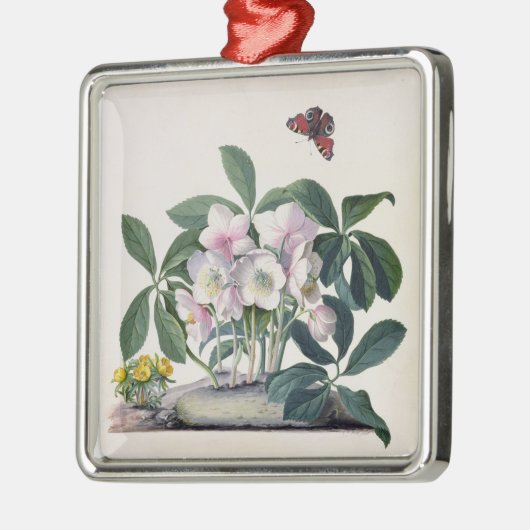 Kerstmis (Helleborus niger) en Winteraconi Metalen Ornament (Links)