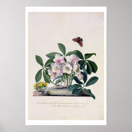 Kerstmis (Helleborus niger) en Winteraconi Poster (Voorkant)