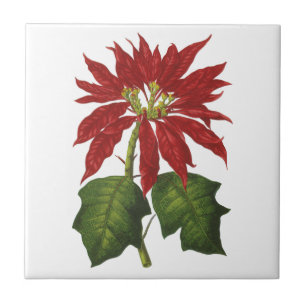 Kerstmis in vintage stijl, rode poinsettia winterp tegeltje