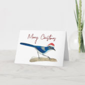 Kerstmis met de Scrub Jay Kaart (Voorkant)