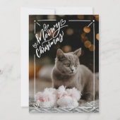Kerstmis met kat vol foto kat huisdier feestdagenkaart (Voorkant)