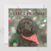 kerstmis met zwarte hond kaart (Voorkant)