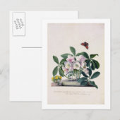 Kerstmis nam (Helleborus Niger) en de Winter Aconi Feestdagenkaart (Voorkant / Achterkant)