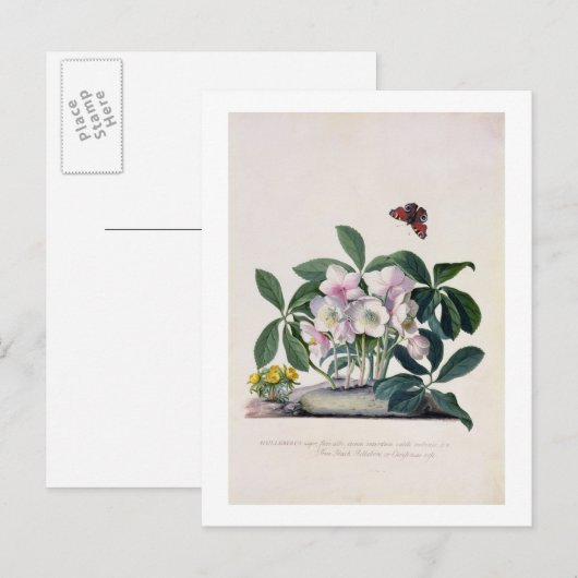 Kerstmis nam (Helleborus Niger) en de Winter Aconi Feestdagenkaart (Voorkant / Achterkant)