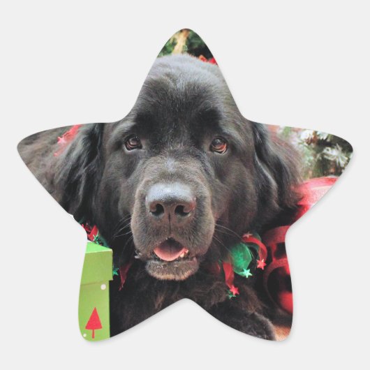 Kerstmis - Newfoundland - Izzie Ster Sticker (Voorkant)