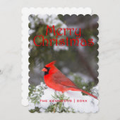 Kerstmis - Noordelijk Hoofdmannetje in de boom van Feestdagenkaart (Voorkant / Achterkant)