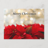 Kerstmis Poinsetta Briefkaart (Voorkant)