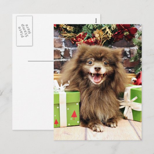 Kerstmis - Pomeranian - Fred Feestdagenkaart (Voorkant / Achterkant)