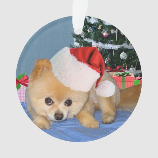 Kerstmis, Pommeren Dog, Santa Hat Ornament (voorkant)