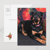 Kerstmis - Rottweiler - Nalani Feestdagenkaart (Voorkant / Achterkant)