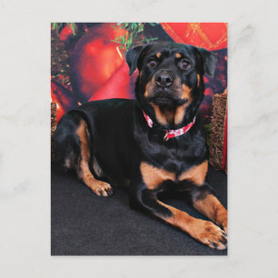 Kerstmis - Rottweiler - Nalani Feestdagenkaart