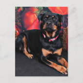 Kerstmis - Rottweiler - Nalani Feestdagenkaart (Voorkant)